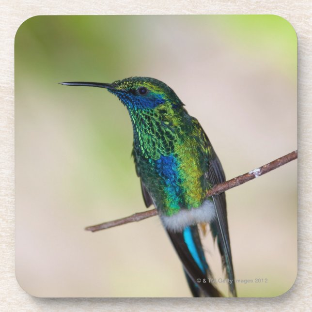 Posavasos Colibrí verde del Violeta-oído (Frente)