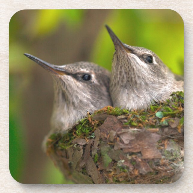 Posavasos Colibríes bebés (Frente)