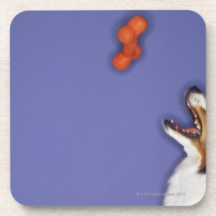 Posavasos Collie que coge el hueso plástico