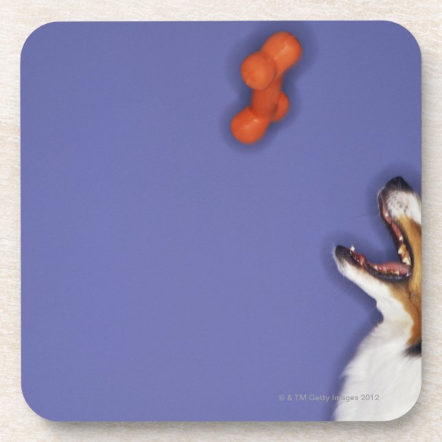 Posavasos Collie que coge el hueso plástico (Frente)
