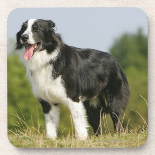 Posavasos Colocación del jadeo del border collie