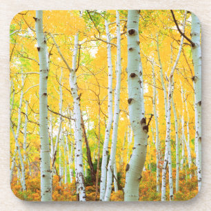 Posavasos Colores de otoño de árboles de Aspen 1
