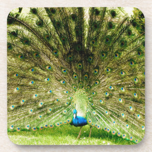 Posavasos Colores de pantalla de pavo real