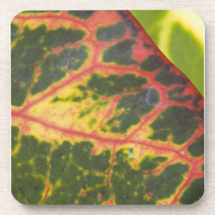Posavasos Coloridas plantas hawaianas