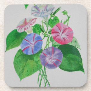 Posavasos Colorido Escalamiento Mañana Gloria Arte Botánico