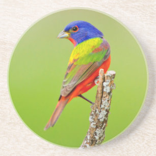 Posavasos Colorín Siete Colores (Passerina ciris) Macho Posa