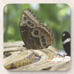 Posavasos Comida para las mariposas