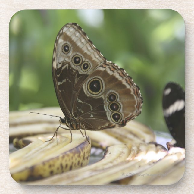 Posavasos Comida para las mariposas (Frente)