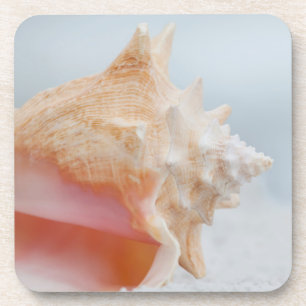 Posavasos Concha Shell el la Florida