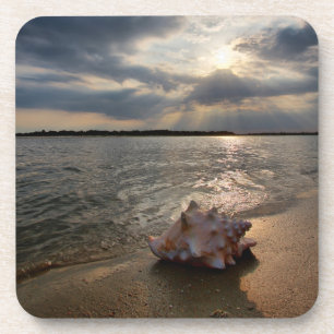 Posavasos Concha Shell en la playa el St Augustine, la