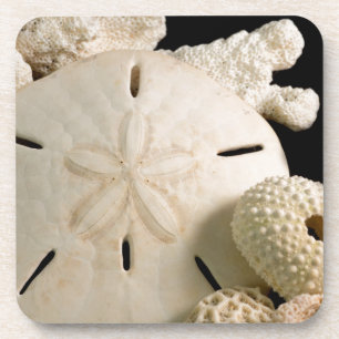 Posavasos Conchas Blancas De Mar Y Dólar De Arena