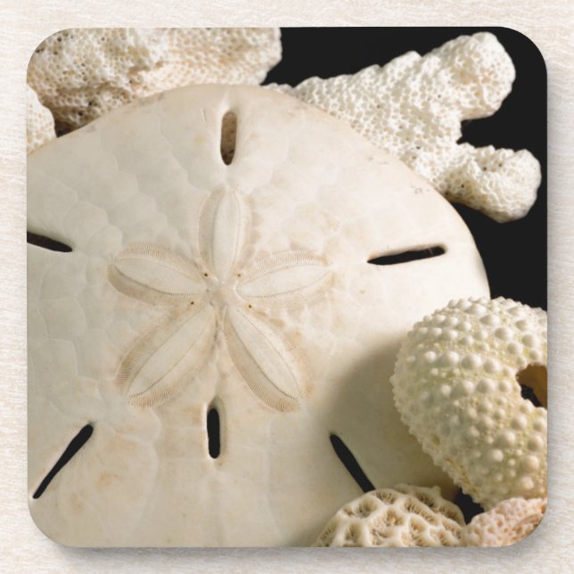 Posavasos Conchas Blancas De Mar Y Dólar De Arena (Frente)