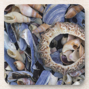 Posavasos Conchas marinas, Ciudad del Cabo, Cabo Occidental