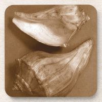 Conchas sensuales