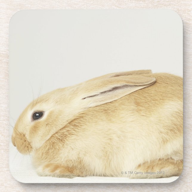 Posavasos Conejo de conejito beige en el fondo blanco 4 (Frente)