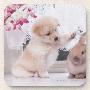 Posavasos Conejo del perrito y del oído del Lop