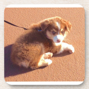 Posavasos Conjunto de 6 gallos con foto pastor australiano