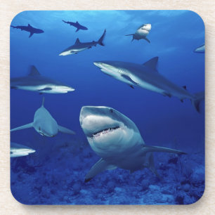 Posavasos Conjunto de aletas de tiburones