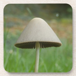 Posavasos Conocybe Rickenii Mushroom Duras Astras Plásticas
