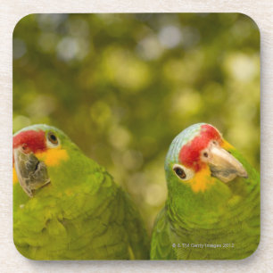 Posavasos Copan, Honduras