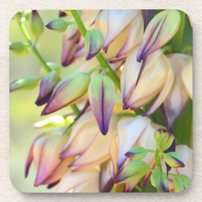 Posavasos copas de flores de yucca (Frente)