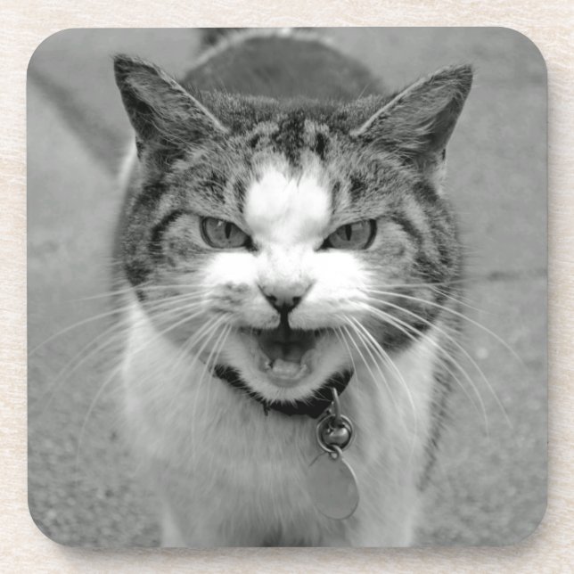 Posavasos Copas de gatos de cangrejo (Frente)