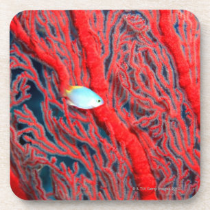 Posavasos coral