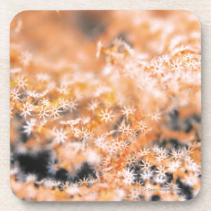 Posavasos Coral de Gorgonian 2