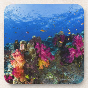 Posavasos Corales suaves en el filón bajo, Fiji
