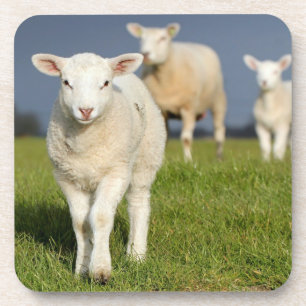 Posavasos Cordero curioso