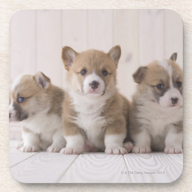 Posavasos Corgi de tres Galés (Frente)