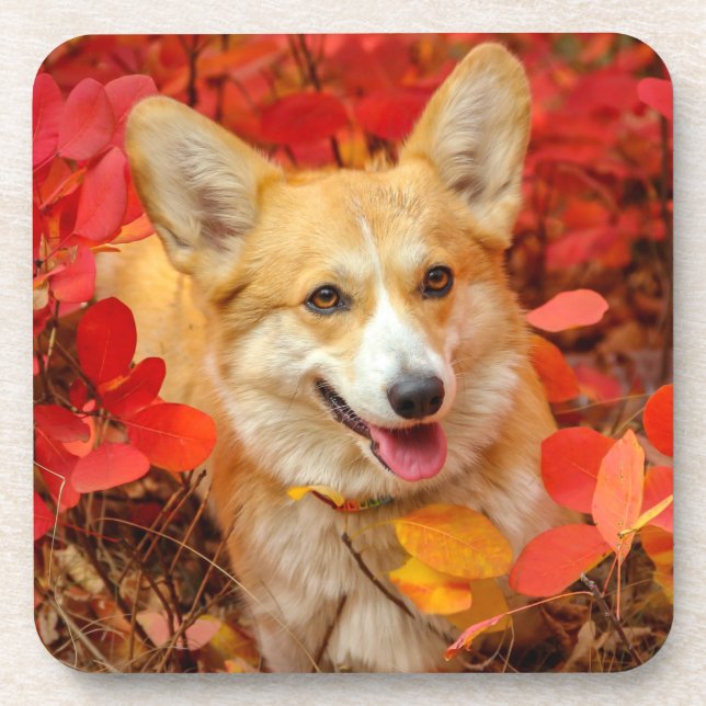 Posavasos Corgi galés cachorro de perro en hojas rojas (Frente)