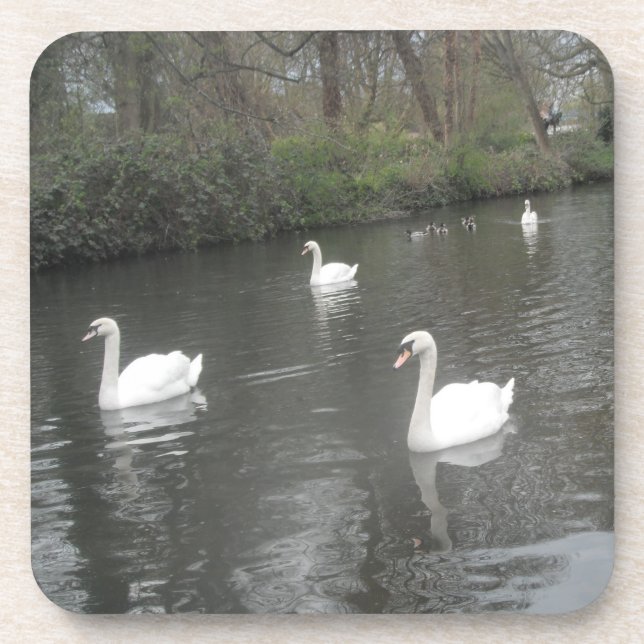 Posavasos Cork Coasters Swans River Natación (Frente)