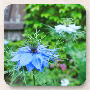 Posavasos Cornflower