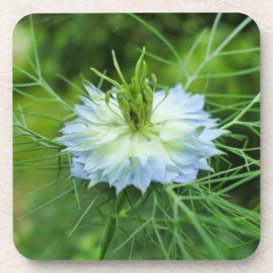 Posavasos Cornflower