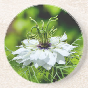 Posavasos Cornflower