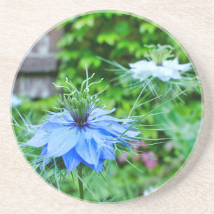 Posavasos Cornflower