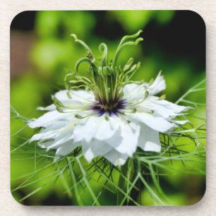 Posavasos Cornflower