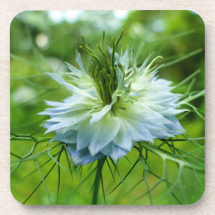 Posavasos Cornflower