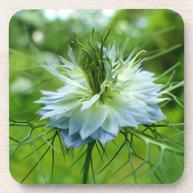 Posavasos Cornflower (Frente)