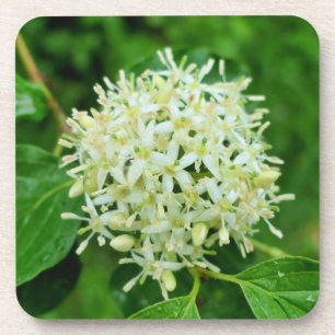 Posavasos Cornus sanguinea