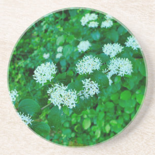 Posavasos Cornus sanguinea