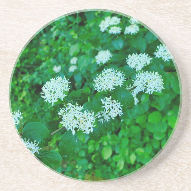 Posavasos Cornus sanguinea (Frente)