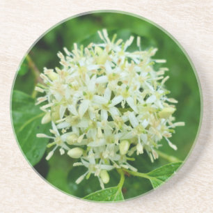 Posavasos Cornus sanguinea