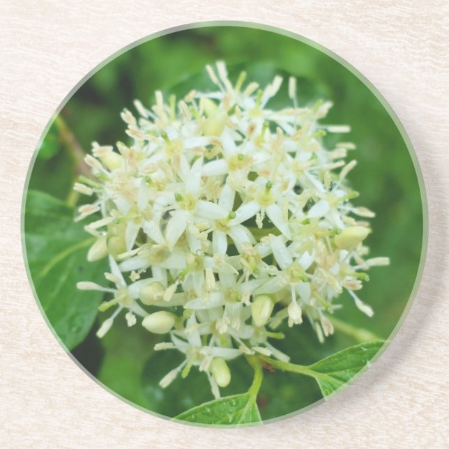 Posavasos Cornus sanguinea (Frente)