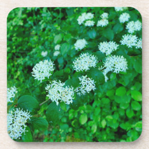 Posavasos Cornus sanguinea