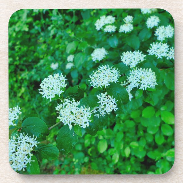 Posavasos Cornus sanguinea (Frente)