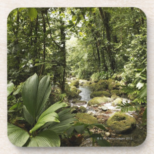 Posavasos corriente en la selva tropical, Dominica