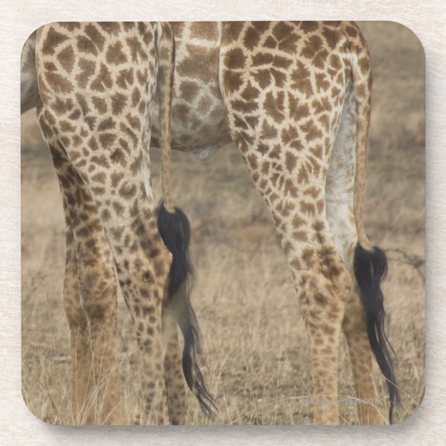Posavasos Cosecha apretada de dos jirafas (Giraffa (Frente)