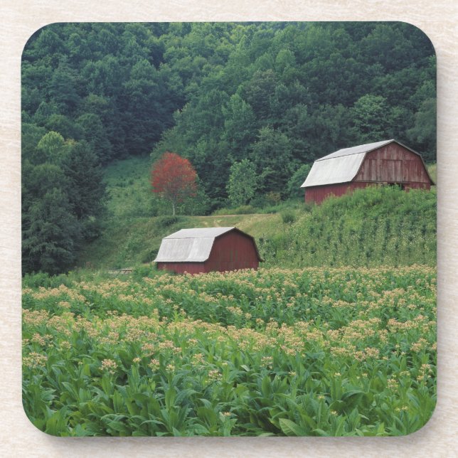 Posavasos Cosecha del tabaco y pares de graneros rojos del (Frente)